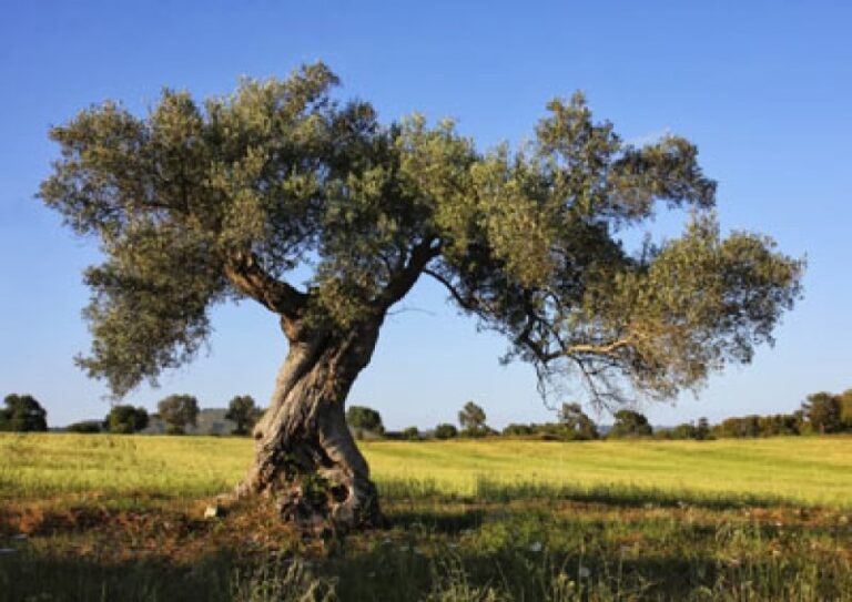 arbol-de-olivo-significado